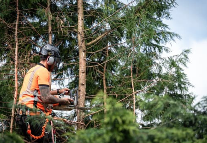 d6cc20_conifer-removal-trimming-pruning-ashbourne-1920w