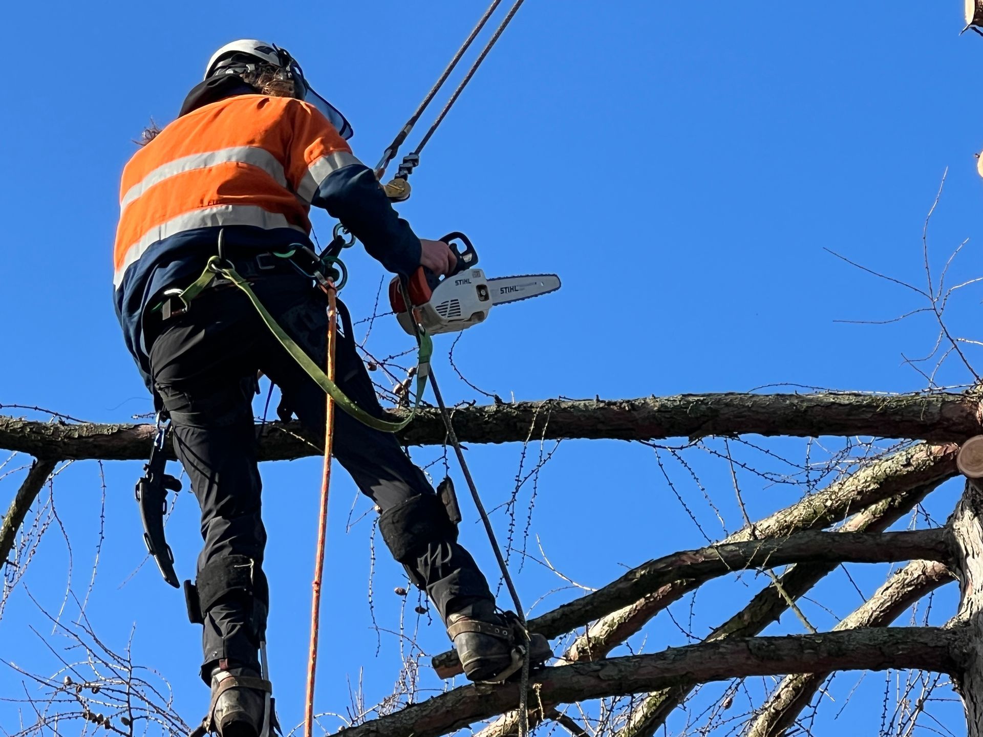 fruit-tree-pruning-and-trimming-services-nottingham