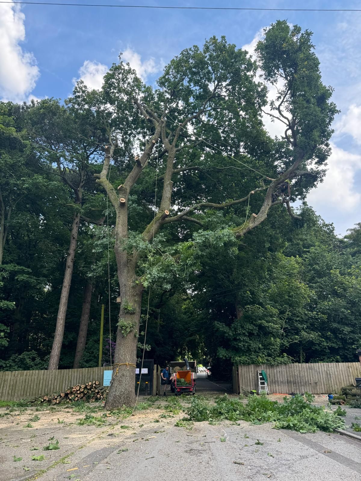 tall-oak-tree-with-pruned-branch-stubs-and-ropes