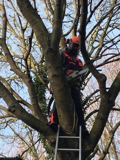 tree-felling-and-cutting-service-in-derby-area