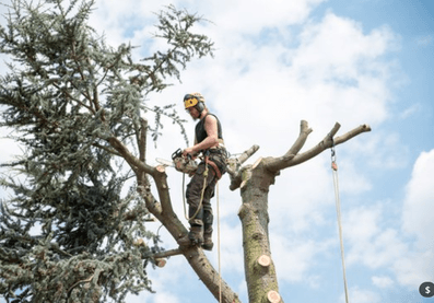tree-pruning-by-surgeon